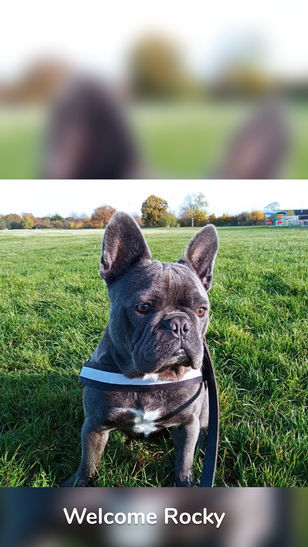 Welcome Rocky