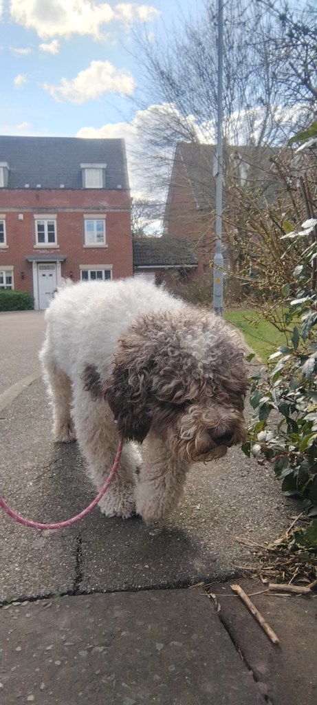 Spanish Water dog, a large breed dog, with his dog walker in Chelmsford. 