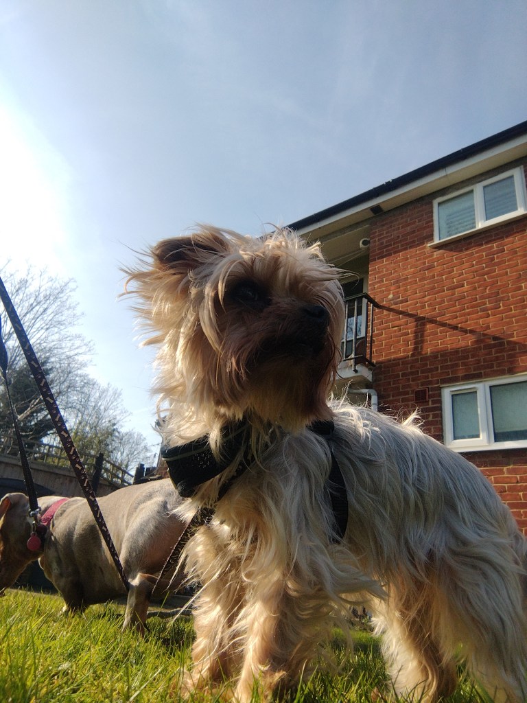 A professional dog walker in Chelmsofrd with ensuring pups get their esercise.