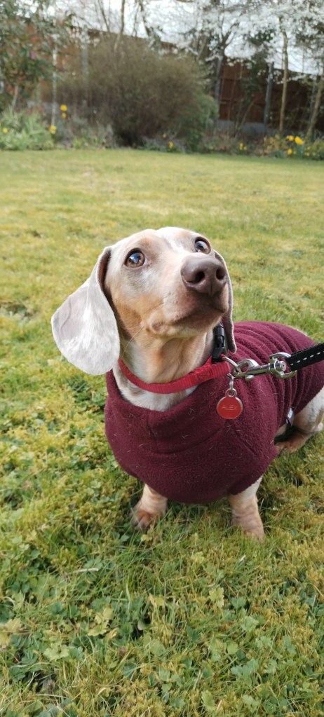 A good looking sausage dog in Chelmsford waiting for a treat from her Pet sitter