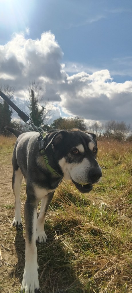 A happy,exercised pup in Chelmsford showing his dog walker how he can hold his ball far his walk