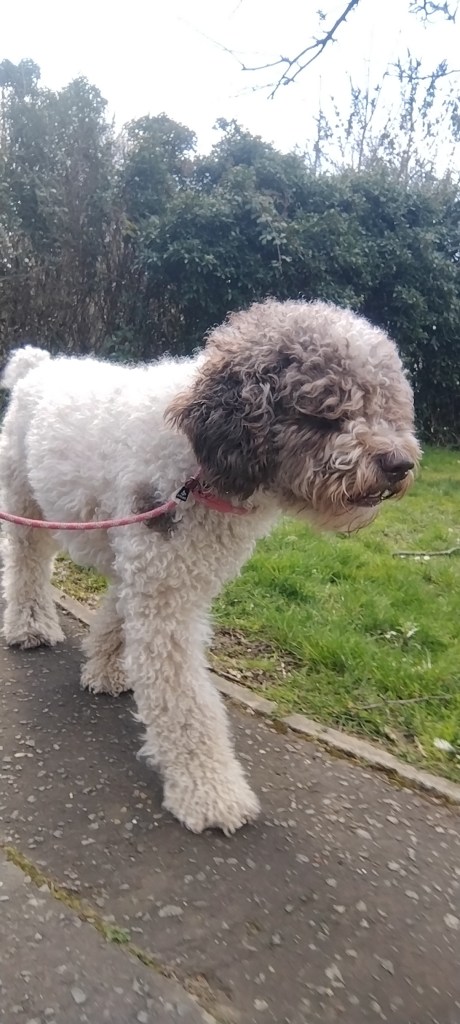 A happy Spanish Water Dog enjoying a stroll in Chelmsford with his reliable dog walker