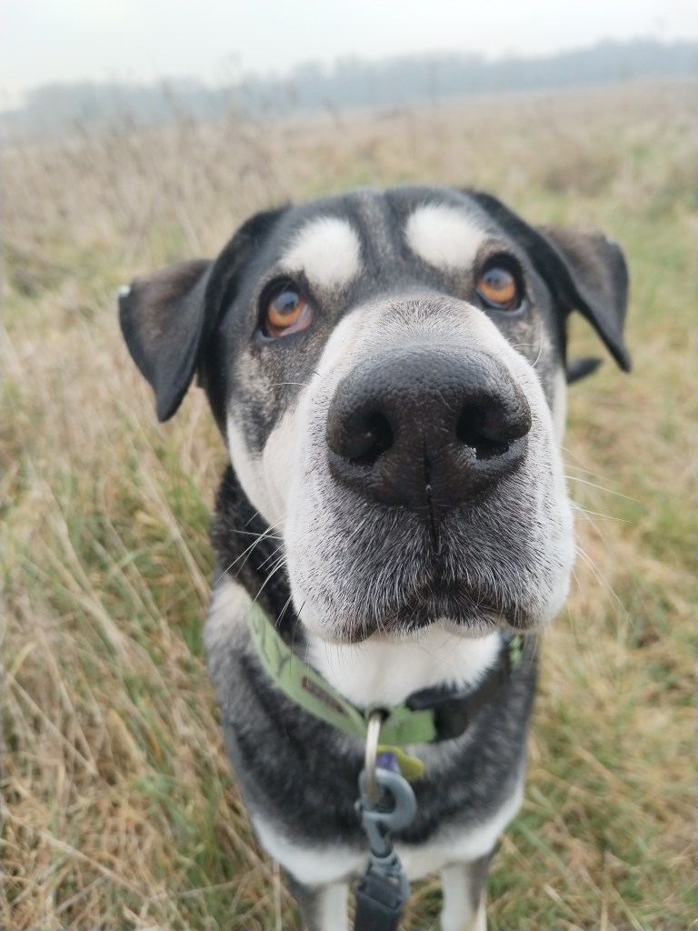 A shar pei cross husky with his dog walker in chelmsford