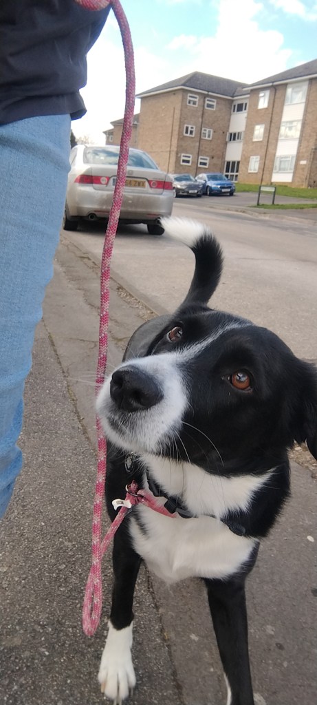 A Border Collie mix on his walk with his dog walker in Chelmsford