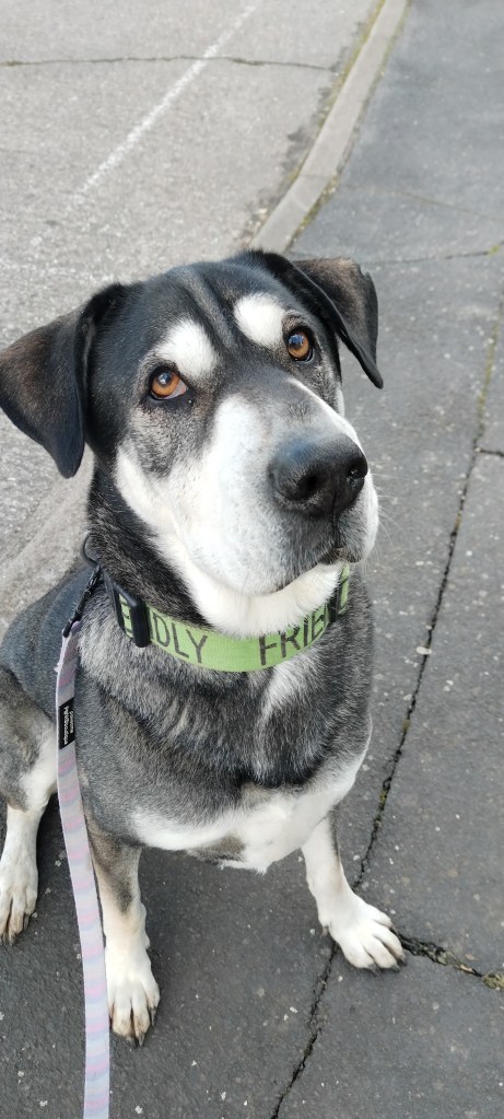 a happy dog sitting in chelmsford and posing for a picture for his dog walker in chelmsford