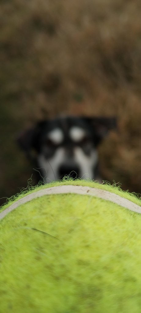 a husky and shar pei cross waiting for his dog walker to play in chelmsford