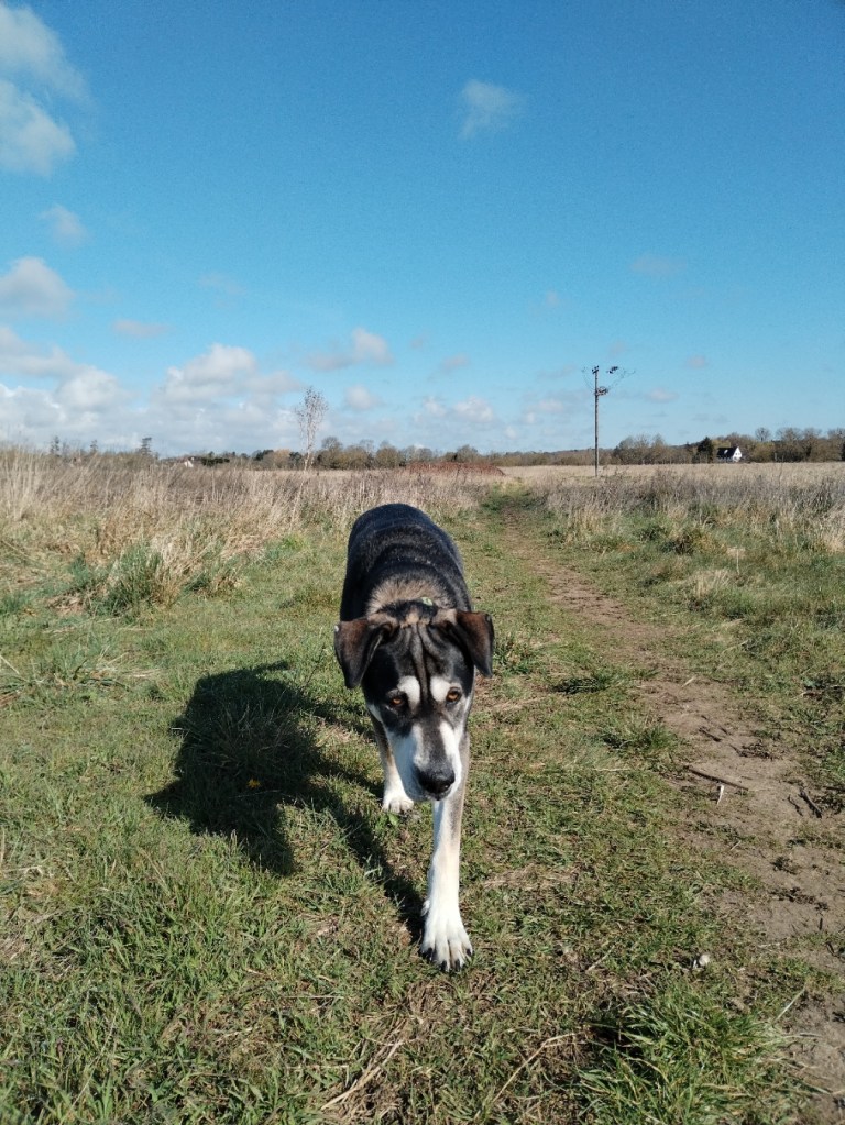 a shar pei cross husky walking with his dog trainer in chelmsford
