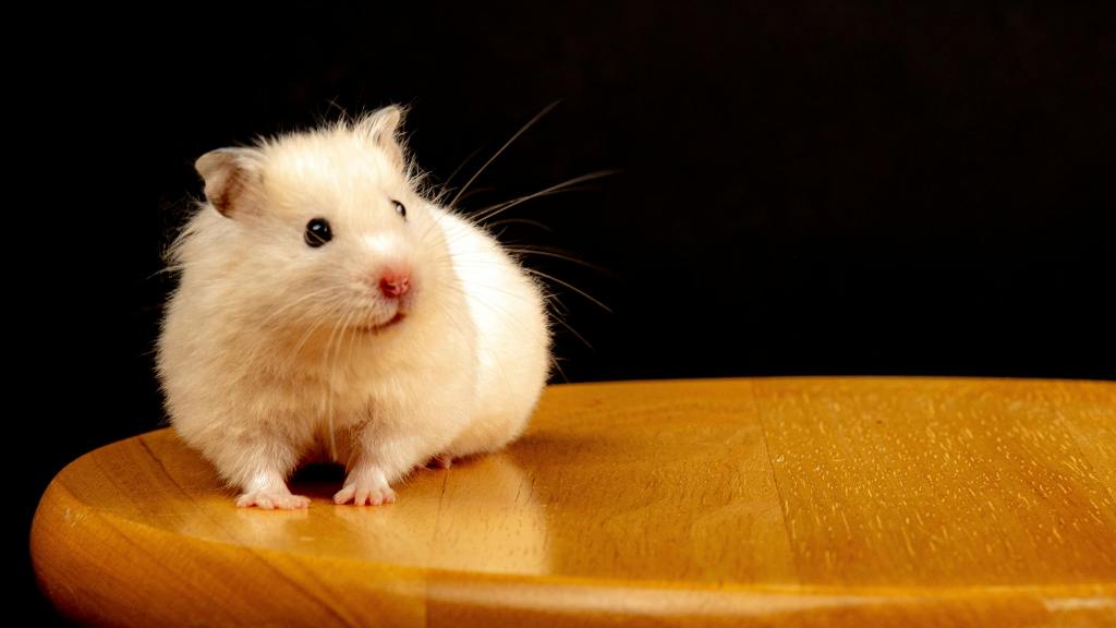 A Senior hamster on a table in chelmsford