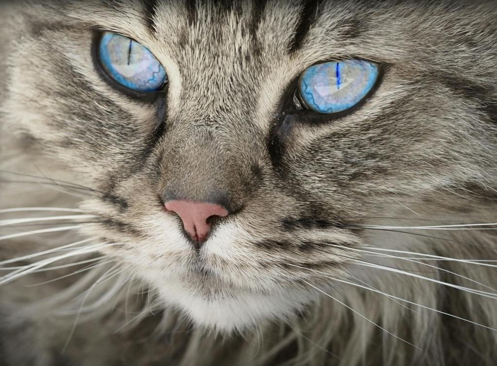 a close up of a grey cat with blue eyes in chelmsford