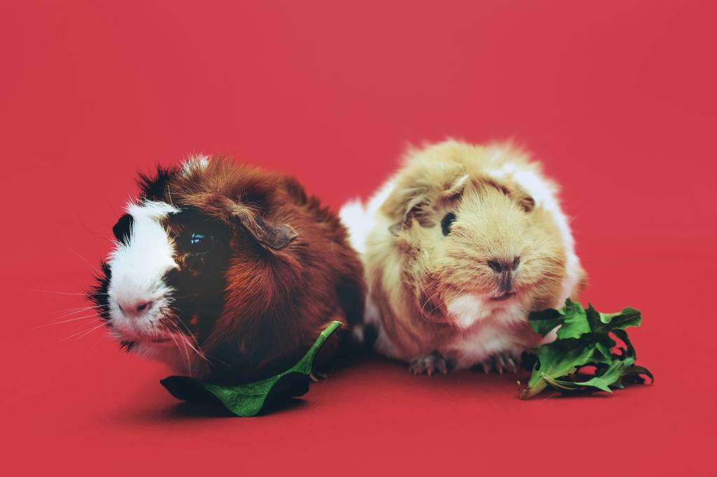 two guinea pigs eating their greens in chelmsford