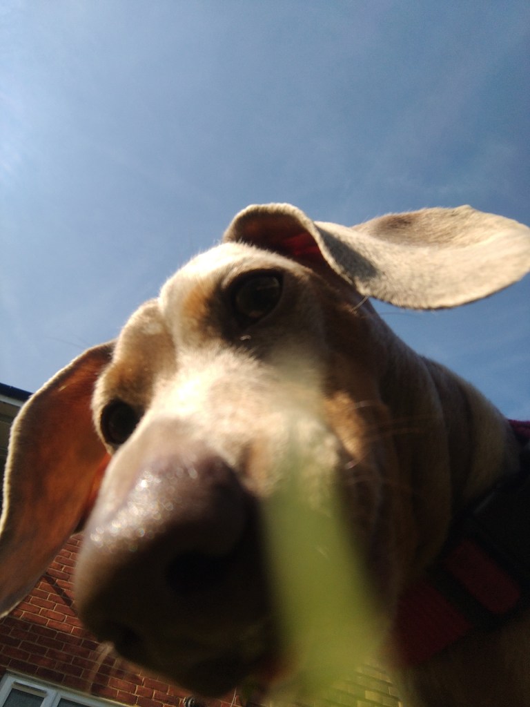 a sausage dog enjoying a sniff in the grass with her dog walker in chelmsford