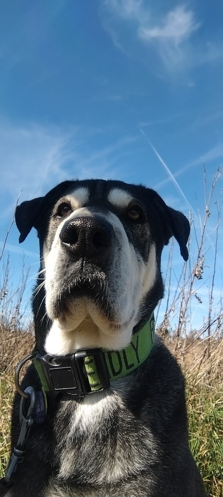 a let's bork dog walker walking a husky mix in chelmsford