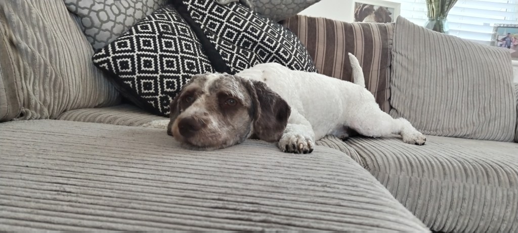 a dog walker walking a spanish water dog in chelmsford