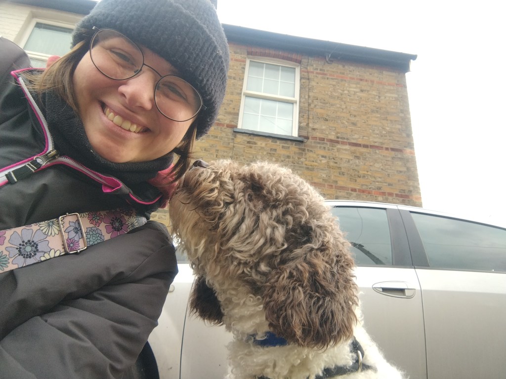 a spanish water dog on a walk with his dog walker in chelmsford