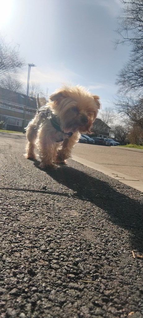 a Yorkshire terrier enjoying her walk in chelmsford with her dog walker